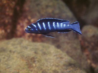 Chindongo sp. 'elongatus ruarwe' Ruarwe